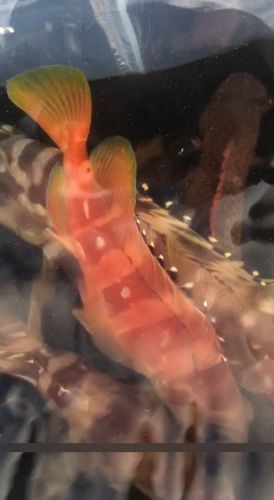 アカハタの釣果