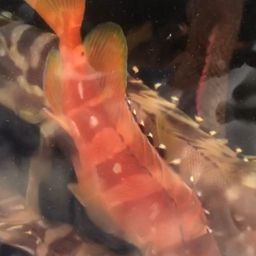 アカハタ