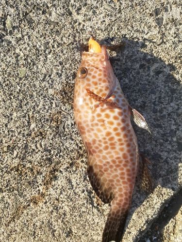 オオモンハタの釣果