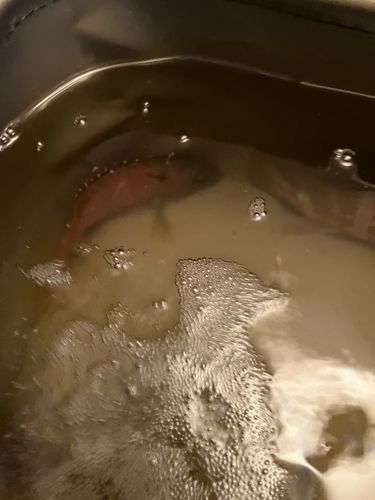ベラの釣果