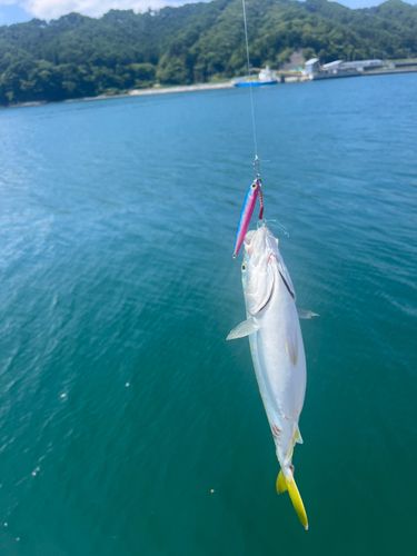 ワカシの釣果