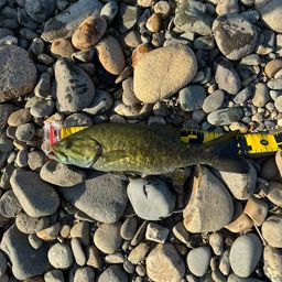 スモールマウスバス