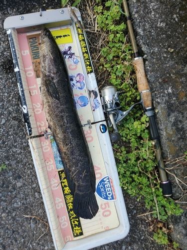 ライギョの釣果