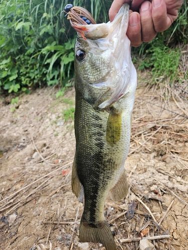 ブラックバスの釣果