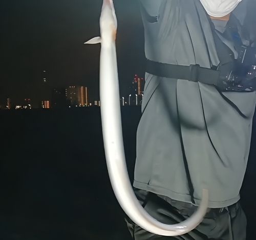 ウナギの釣果