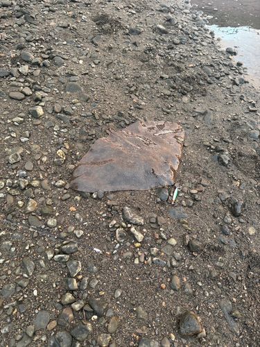 アカエイの釣果