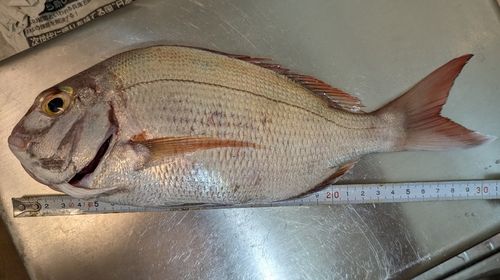 マダイの釣果