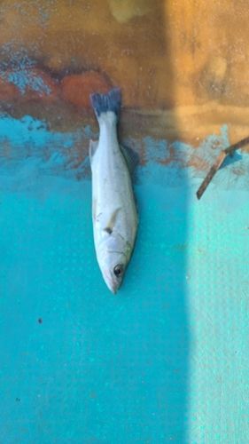セイゴ（マルスズキ）の釣果