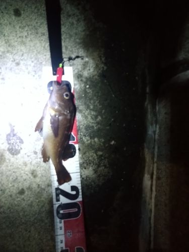 エゾメバルの釣果