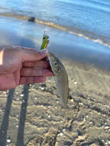キスの釣果