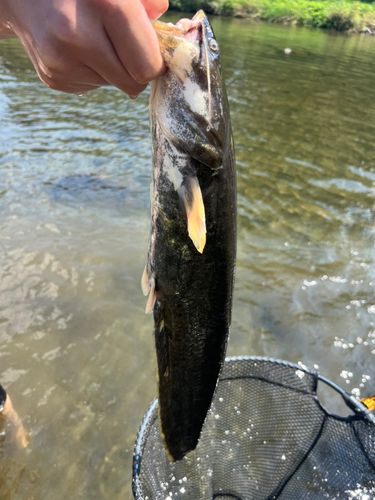 スモールマウスバス