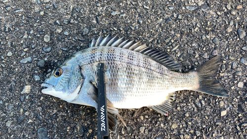 クロダイの釣果