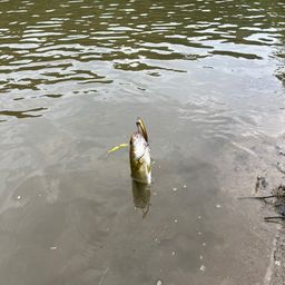 スモールマウスバス