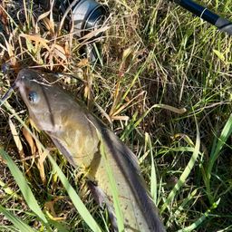 アメリカナマズ