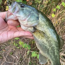 ラージマウスバス