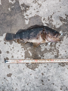 ベッコウゾイの釣果