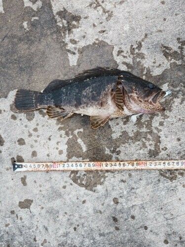 ベッコウゾイの釣果