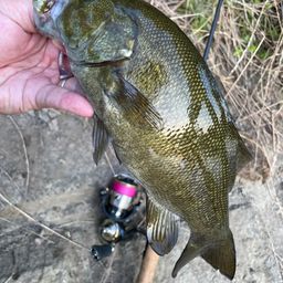 スモールマウスバス