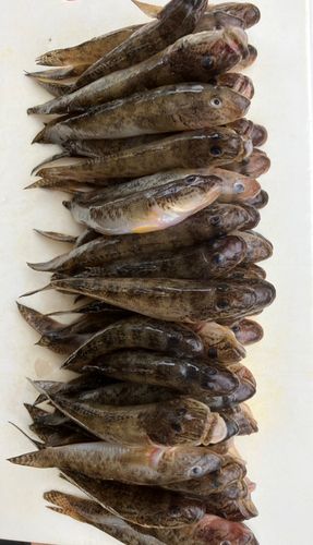 ハゼの釣果