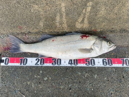 スズキの釣果