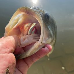 ラージマウスバス