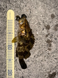 タケノコメバルの釣果