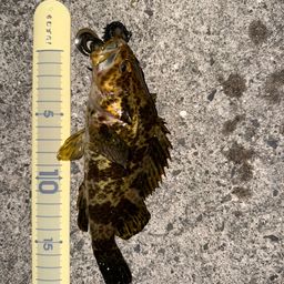 タケノコメバル