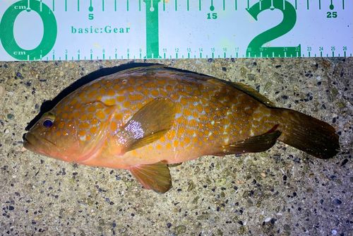 アコウの釣果