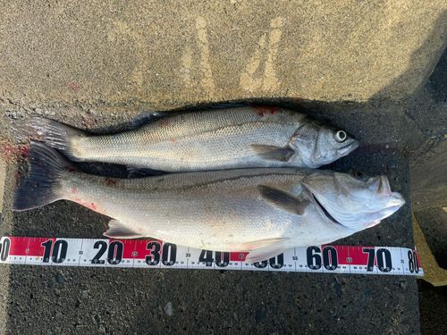 スズキの釣果