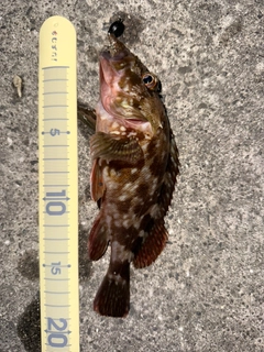 カサゴの釣果