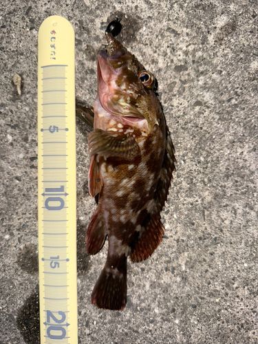 カサゴの釣果