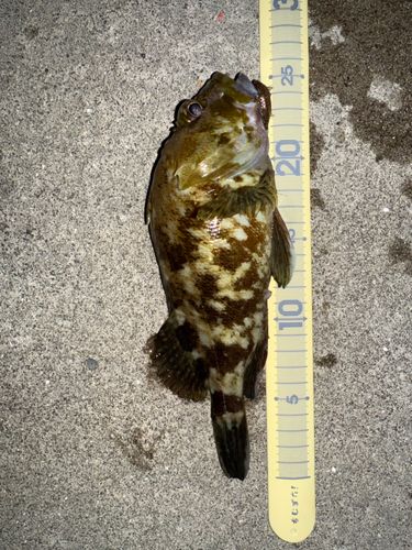 カサゴの釣果