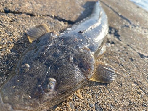 マゴチの釣果