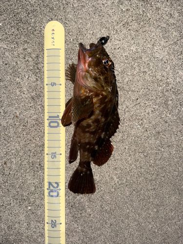 カサゴの釣果
