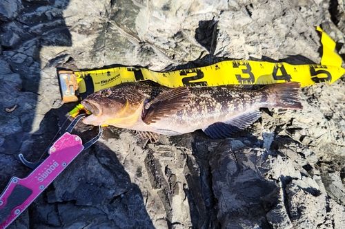 アイナメの釣果