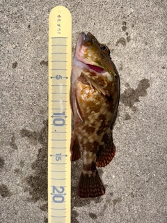 カサゴの釣果