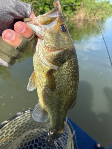 ラージマウスバスの釣果