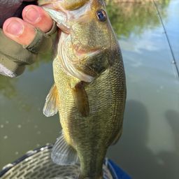 ラージマウスバス