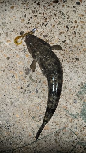 マゴチの釣果