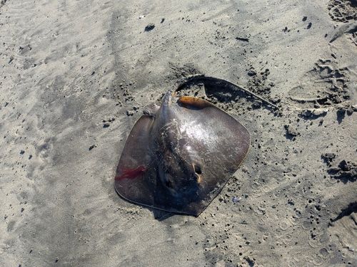 アカエイの釣果