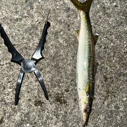 カマス