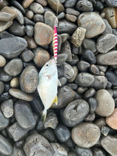 メッキの釣果