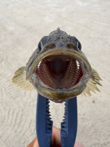 タケノコメバルの釣果