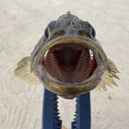 タケノコメバル