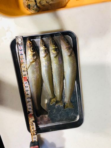 キスの釣果
