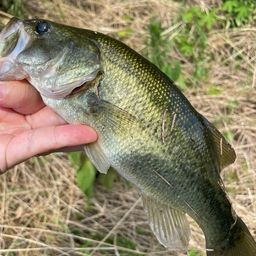 ラージマウスバス