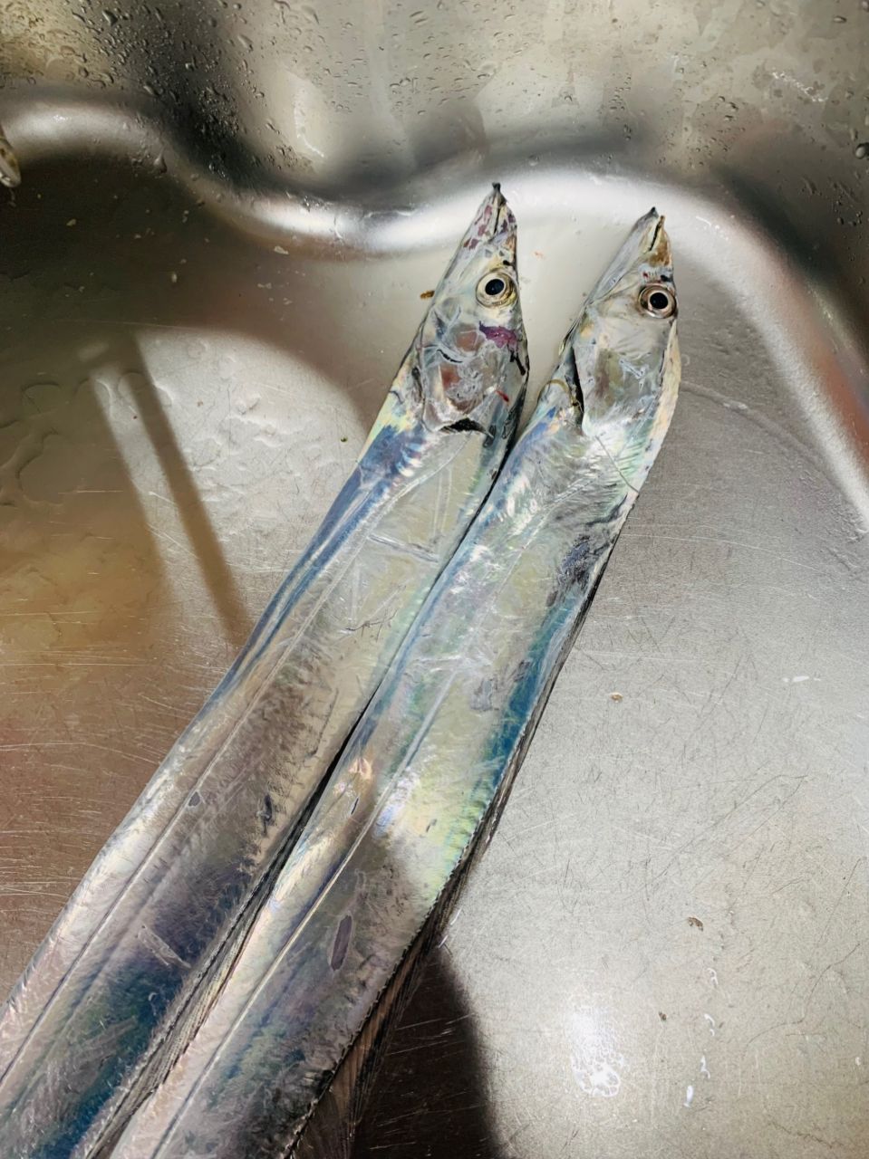 INGRAM さんの 2025年07月27日のタチウオの釣り・釣果情報(福岡県