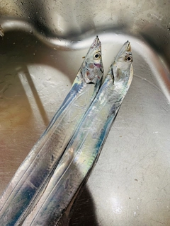 タチウオの釣果