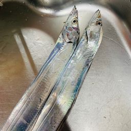 タチウオ