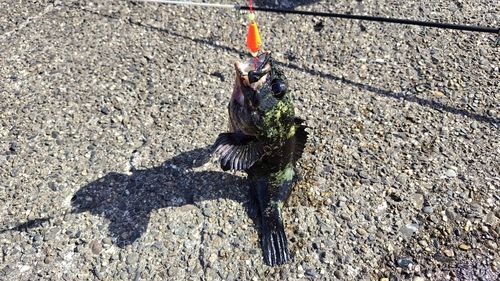 ムラソイの釣果
